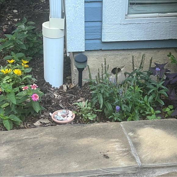 Meet your Posher, Lainey - Picture 4 of 4